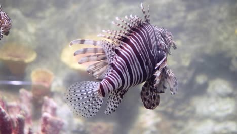 common lionfish swimming above coral reefs beautiful and dangerous animals