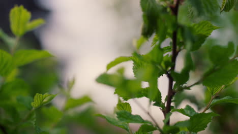 Tree-greens-blooming-on-branch-against-cloudy-sky-in-forest.-Nature-background.