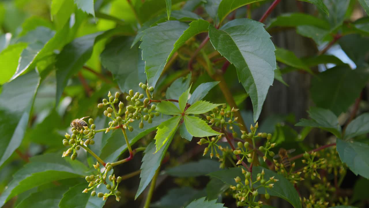 벌 들 이 야생 포도나무 에 활발 히 꽃가루 를 뿌리는 것