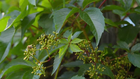bees busily pollinating wild grapevines