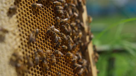 honey bees crawling over the cells filled with fresh honey. working bees sealing the full cells. close up. blurred background.