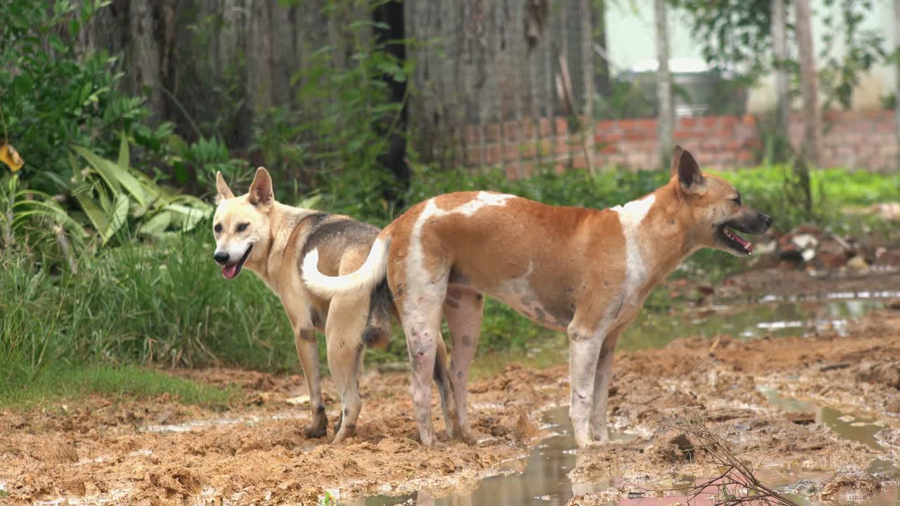 plano medio de dos perros en una cita romántica después del apareamiento