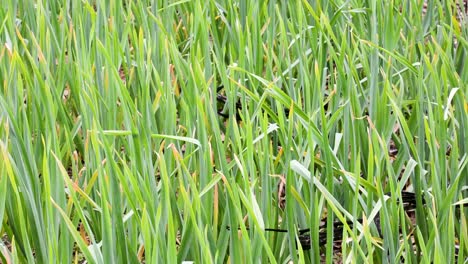 Hohes-Grasfeld,-Das-Im-Wind-Weht,-Aus-Nächster-Nähe