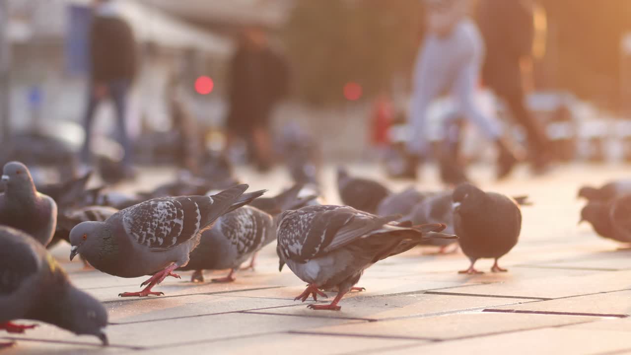 голуби на городской площади при заходе солнца