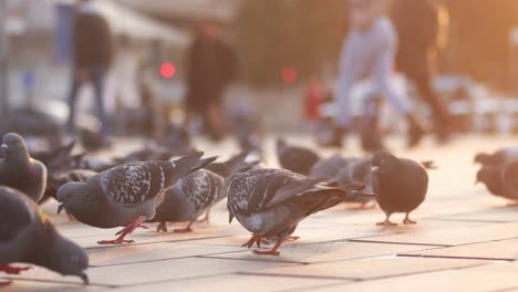 palomas en una plaza de la ciudad al atardecer