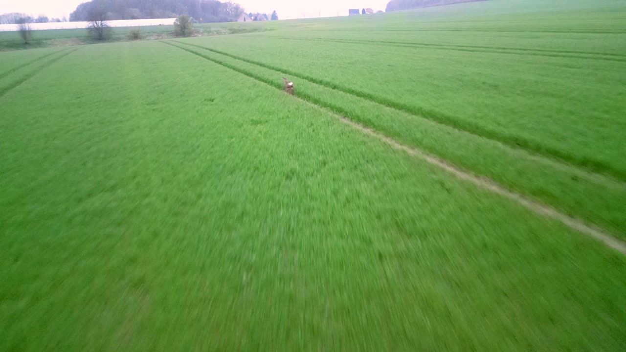 Aerial drone following shot over a wild deer running away across green farmland in Brunswick, Germany on a cloudy day