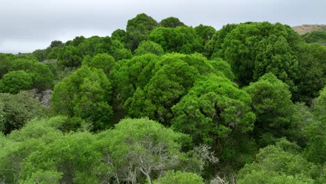 Drone-Elevándose-Suavemente-Desde-El-Valle-Verde-Hasta-La-Cumbre-Superior-Revelando-Un-Hermoso-Cielo,-San-Franciso