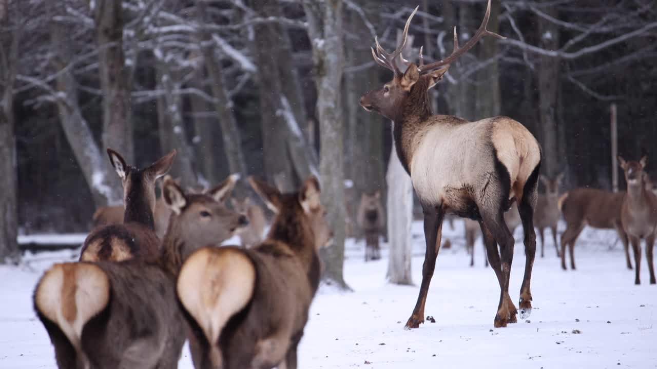 alce toro trotando frente a hembras cámara lenta invierno nieve cayendo