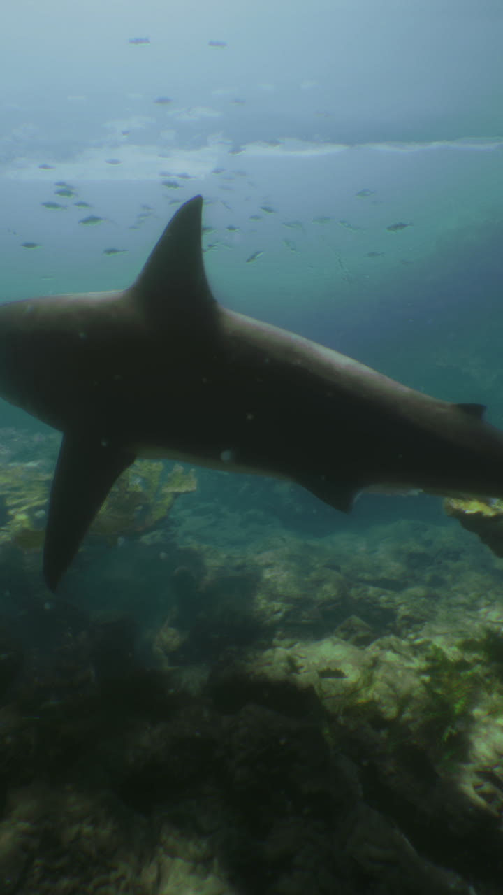 Shark swimming effortlessly through clear ocean waters during daytime