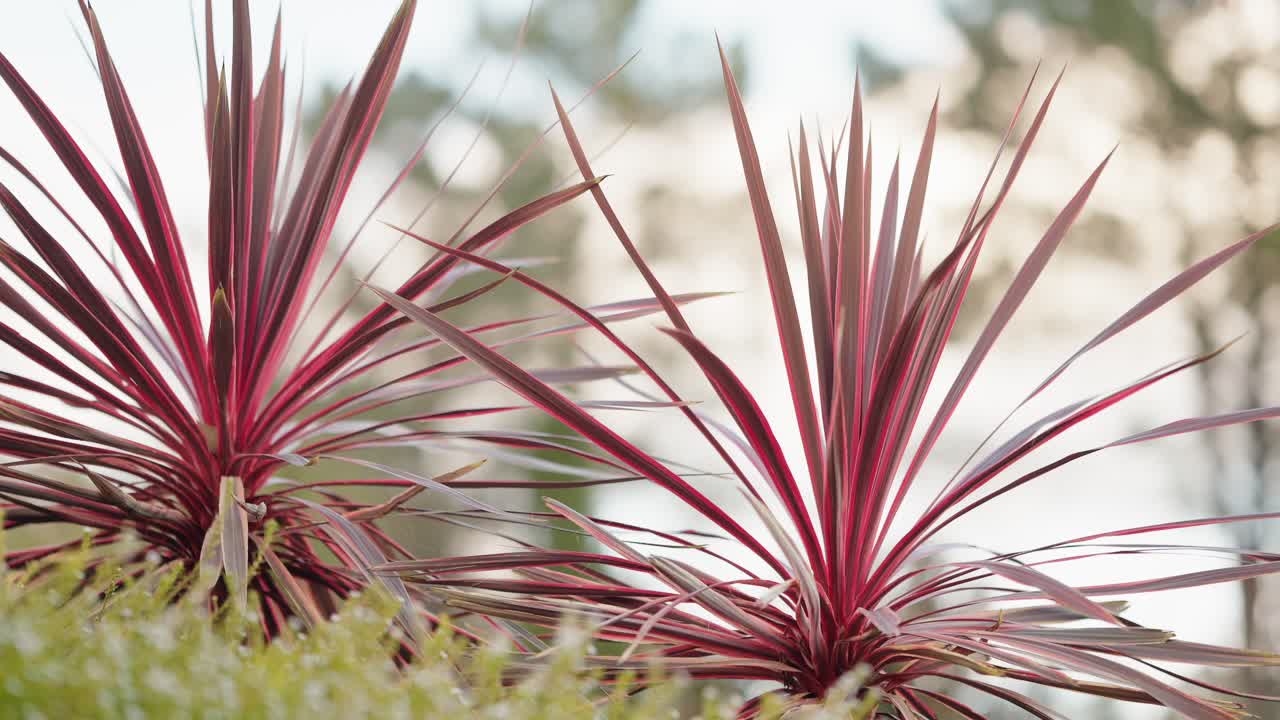 close up of red dracaena foliage glowing in natural light with soft blurred background