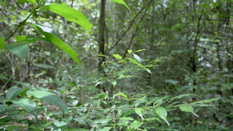 Tiro-Panorámico-Lento-A-Través-De-Exuberantes-Hojas-Verdes-En-La-Escena-Del-Bosque