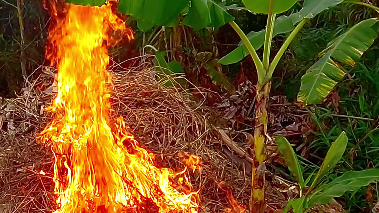 Slow motion scenery, glowing embers, forest clearing, burning hazards