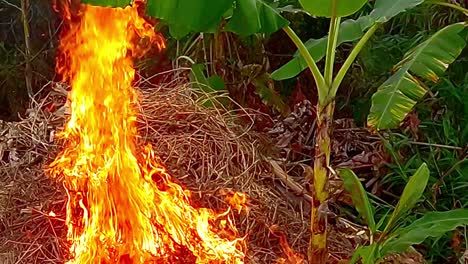 slow motion scenery, glowing embers, forest clearing, burning hazards