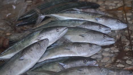 pez cakalang de atún skipjack colocado en la subasta de suelo