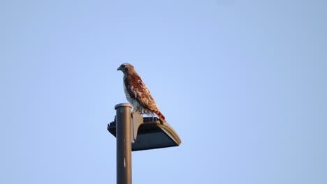 Un-Plano-Medio-De-Un-Halcón-De-Cola-Roja-Posado-En-Una-Farola-Mientras-Mira-A-La-Cámara