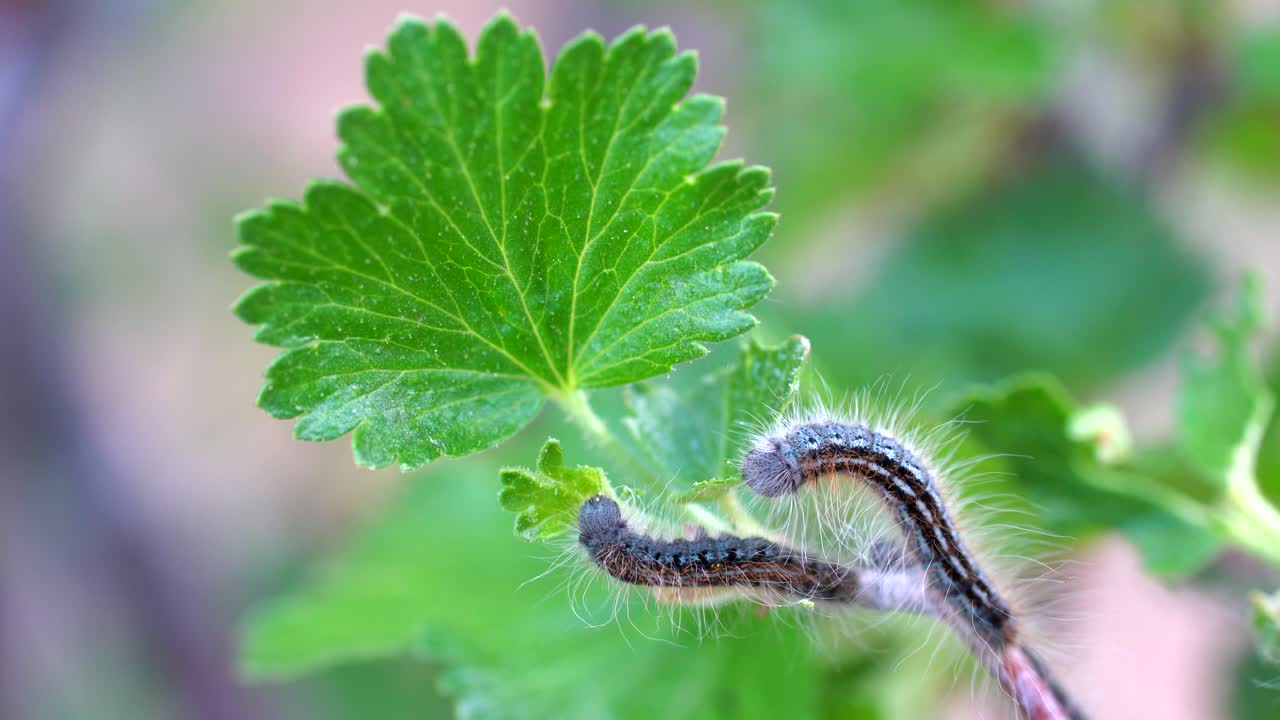 나뭇잎을 먹고 있는 텐트 애벌레의 매크로 영상