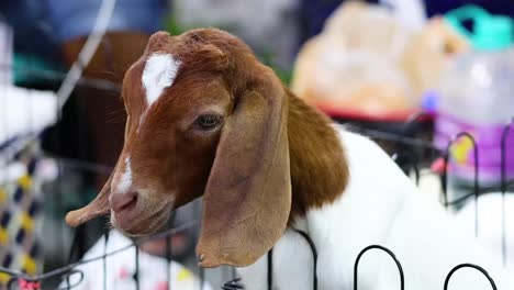 a goat curiously looks around in a market