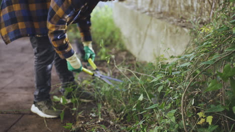 home gardening: young male taking care of plants cutting with professional scissors the tree in his own garden