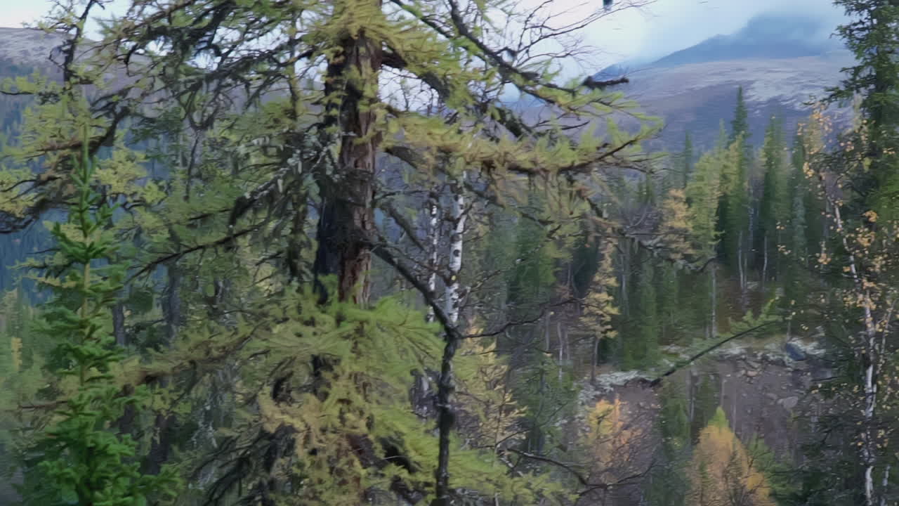 paisaje de bosque de montaña de otoño
