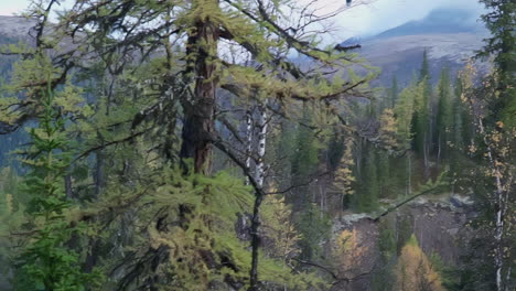 autumn mountain forest landscape