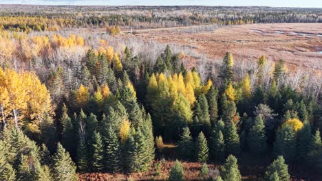 cinematic aerial view of mixed autumn forest and wetland patchwork in northern wilderness