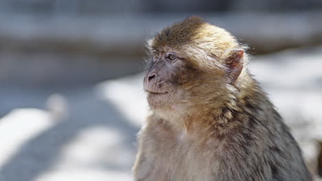 A-monkey-yawning-in-Azrou-forest,-Morocco,-captured-in-close-up-with-natural-lighting