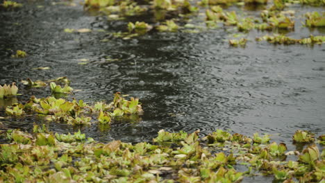 Eine-Nahaufnahme-Von-Regentropfen,-Die-Auf-Wasser-Mit-Vegetation-Auf-Der-Oberfläche-Treffen