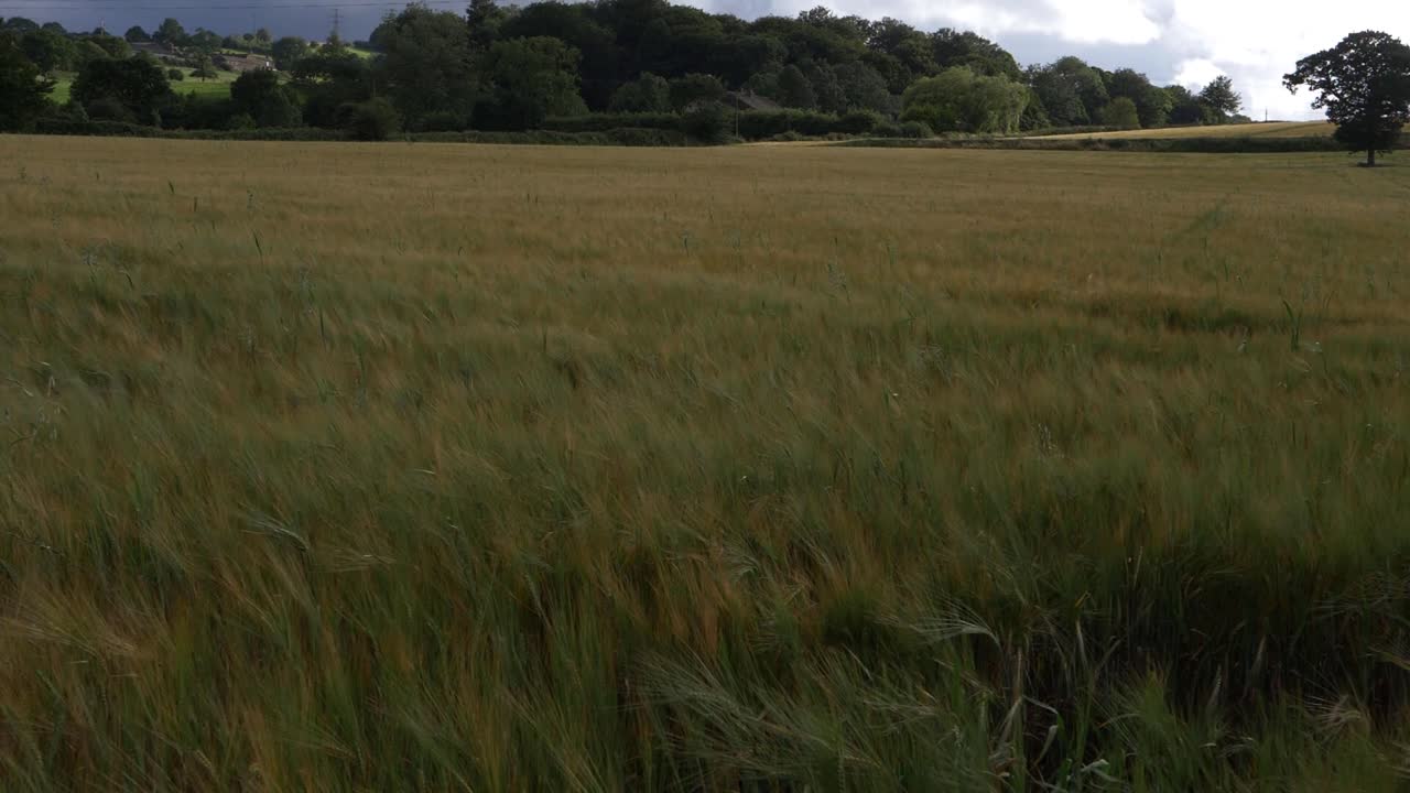 Wheat crops wide shot landscape blowing in breeze wide crane shot