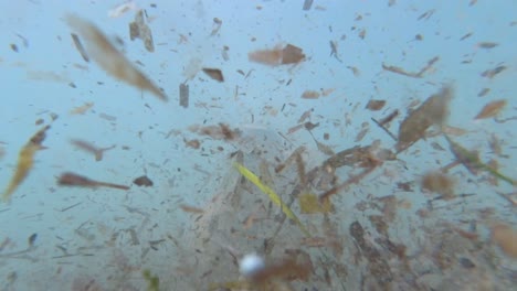 Tauchen-Zwischen-Poseidonas-Im-Meer-Von-Mallorca