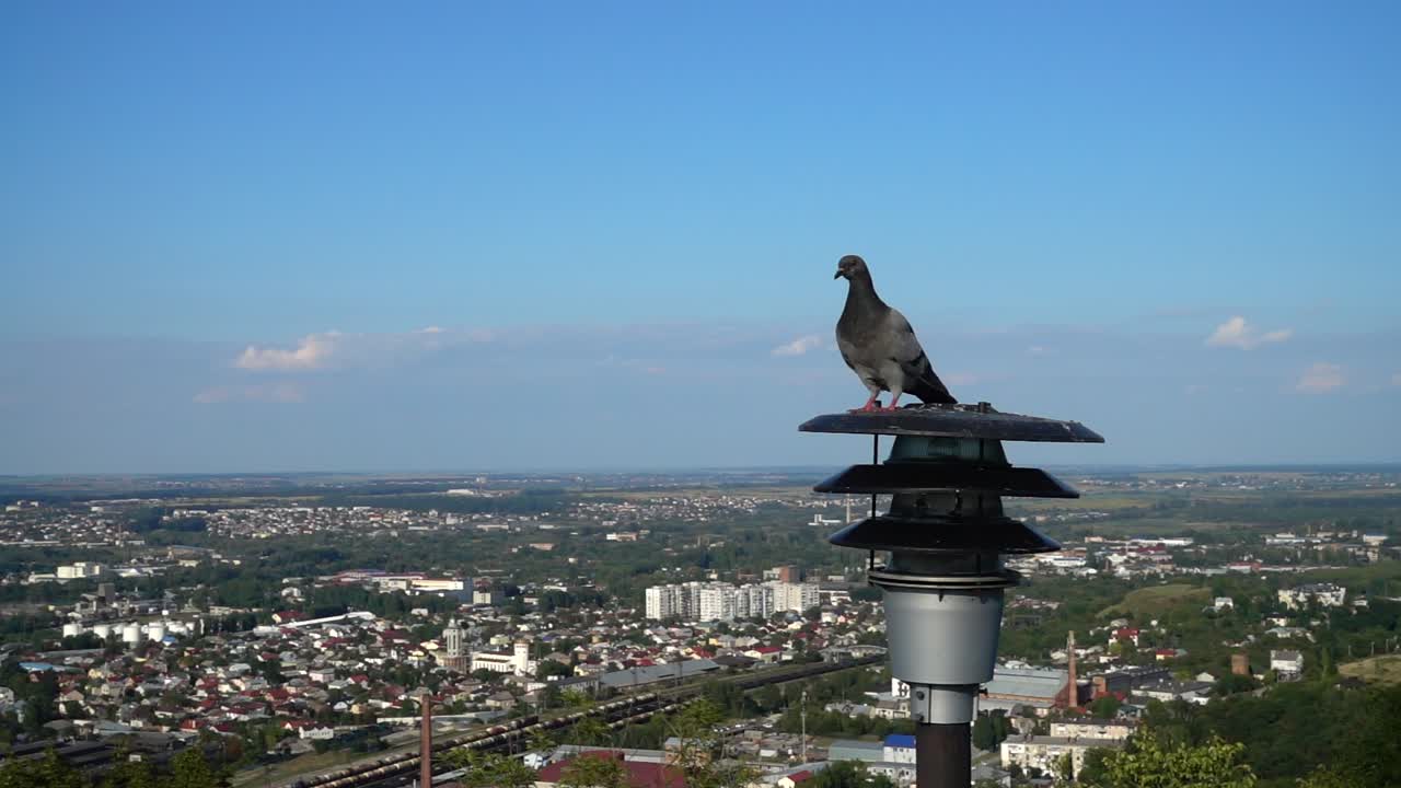 Palomas se posan en un farol con la ciudad de fondo. Cámara lenta