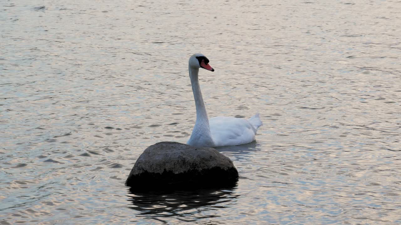 hermoso cisne blanco nadando junto al lago en el parque paisajístico en wdzydze en el norte de polonia - toma de primer plano medio