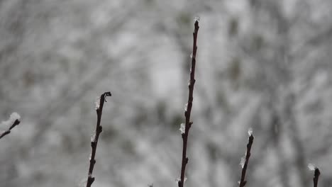 在假期裡在森林上下雪