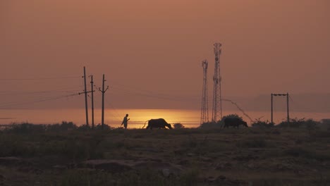 group of buffaloes with its shepherd going back home with sunset in background