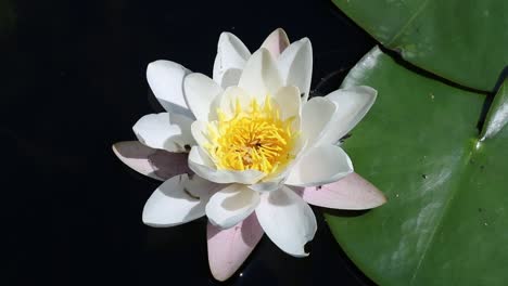 bee visiting white water-lily, nymphaea alba