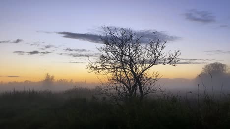 atmospheric sunset on a meadow covered with fog