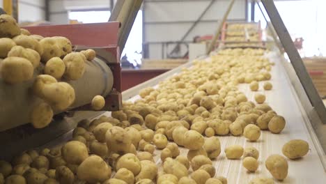 Seed-potatoes-moving-in-slow-motion.