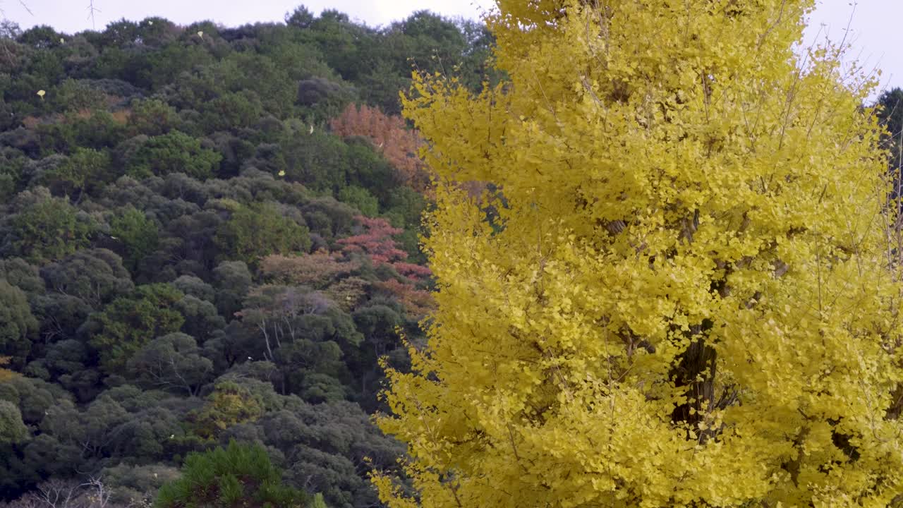 Stunning yellow fall color leaves falling off vibrant Ginko tree in slow motion