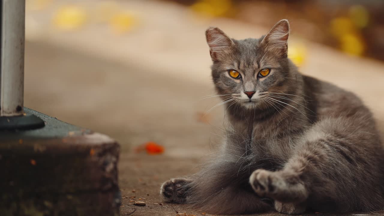 Un bellissimo gatto dagli occhi arancioni si sta pulendo il pelo. Video divertenti di gatti domestici