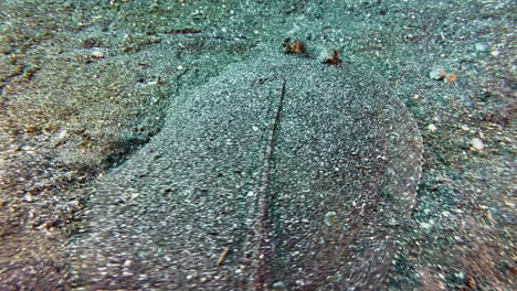 peacock flounder moves slowly over sandy seabed