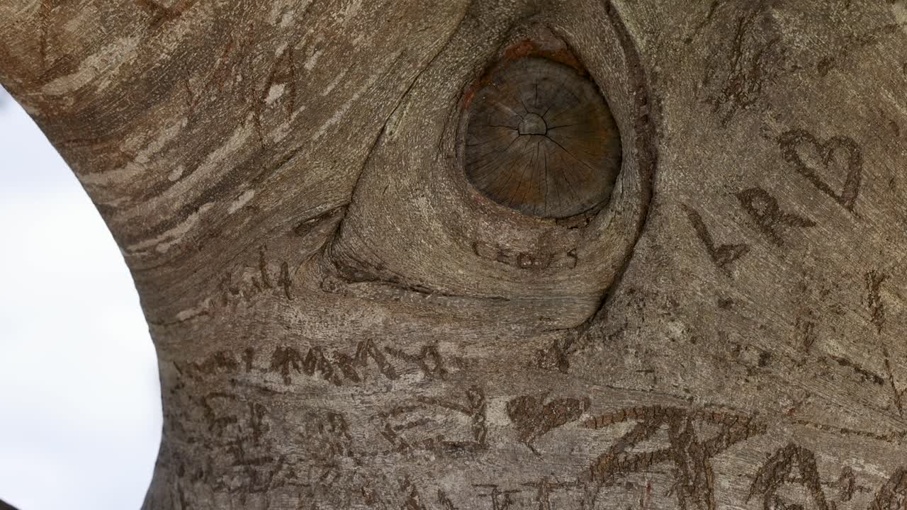 Detailed view of tree bark with carvings, highlighting texture and natural patterns in a serene outdoor environment