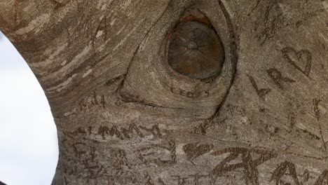 detailed view of tree bark with carvings, highlighting texture and natural patterns in a serene outdoor environment