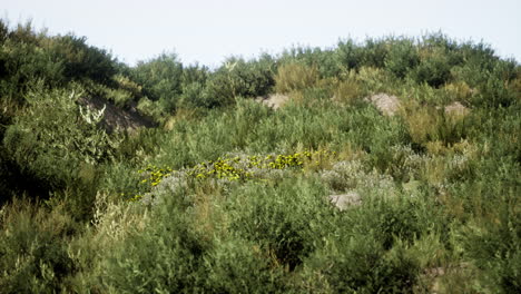 Stranddünen-Mit-Langem-Gras