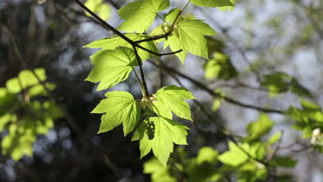 las primeras hojas de arce sicómoro de la primavera en un bosque en worcestershire, inglaterra, mientras el sol de principios de temporada ilumina las hojas jóvenes