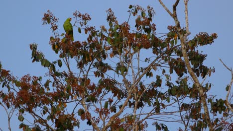 Pair-of-red-lored-parrots-atop-a-tree-in-Gamboa-Rainforest-Reserve,-Panama,-static-wide-shot