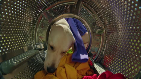 dog inside a washing machine