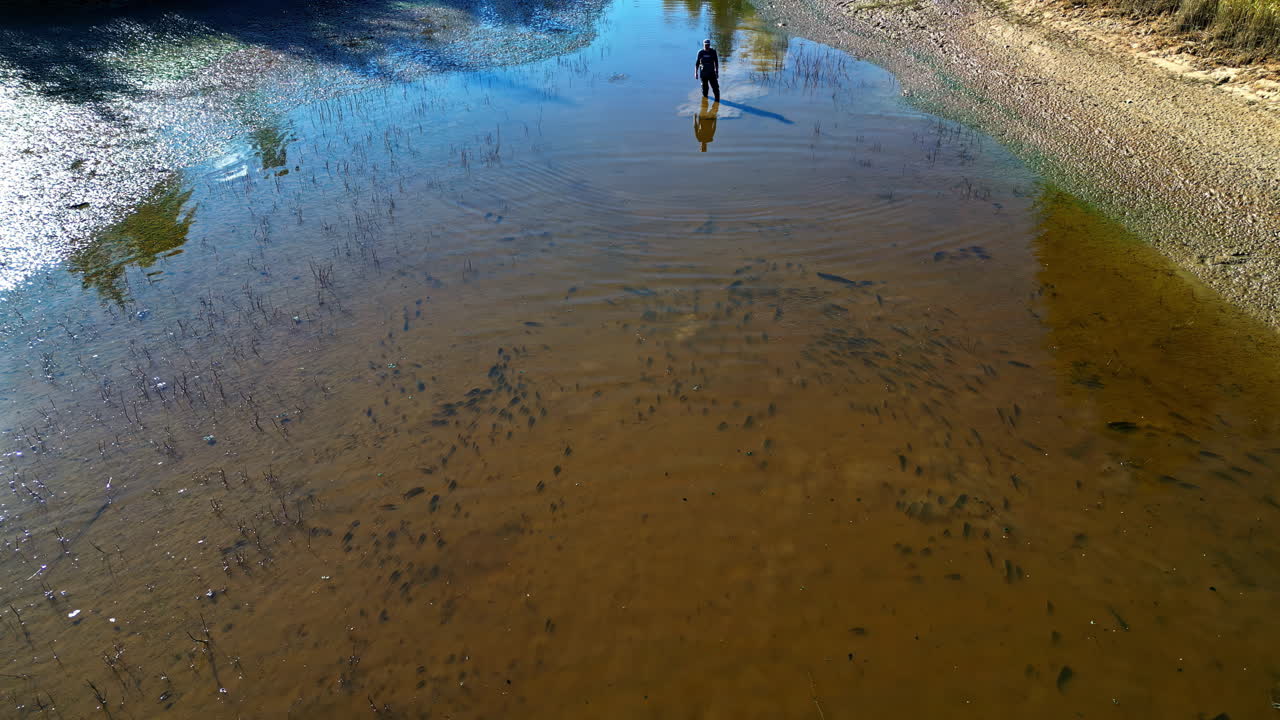 A Man Standing in the Wetland, Surrounded by Numerous Common Carp (Cyprinus Carpio) - Drone Flying Forward