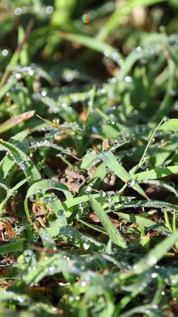 빛에 반이는 풀 위의 아침 이슬