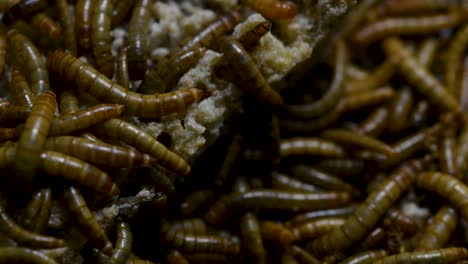 the mealworm is a species of darkling beetle used to feed pets like fish, snakes, birds, and frogs