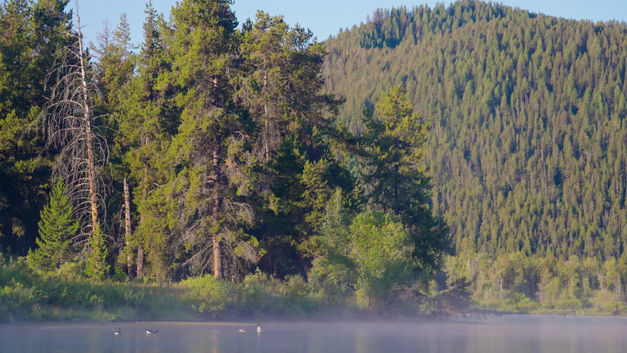 Misty Morning on a Tranquil Forest Lake