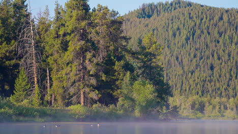misty morning on a tranquil forest lake